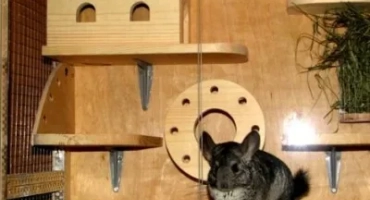 Къща за чинчила: какво трябва да бъде мястото за почивка на домашен любимец